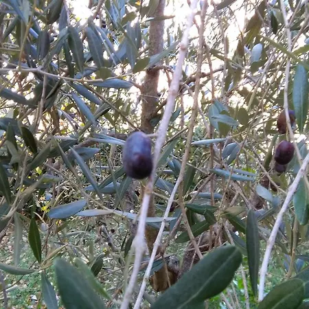 Holiday home Il Gelsomino Del Perugino Citta della Pieve