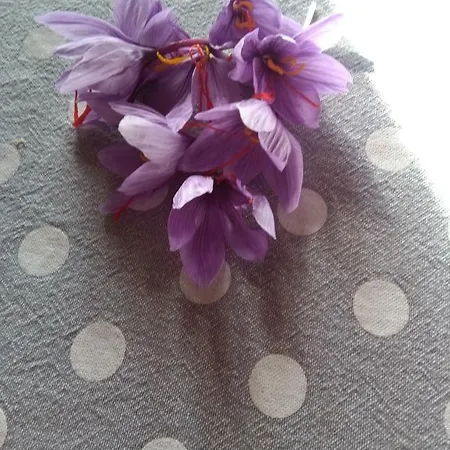 Il Gelsomino Del Perugino